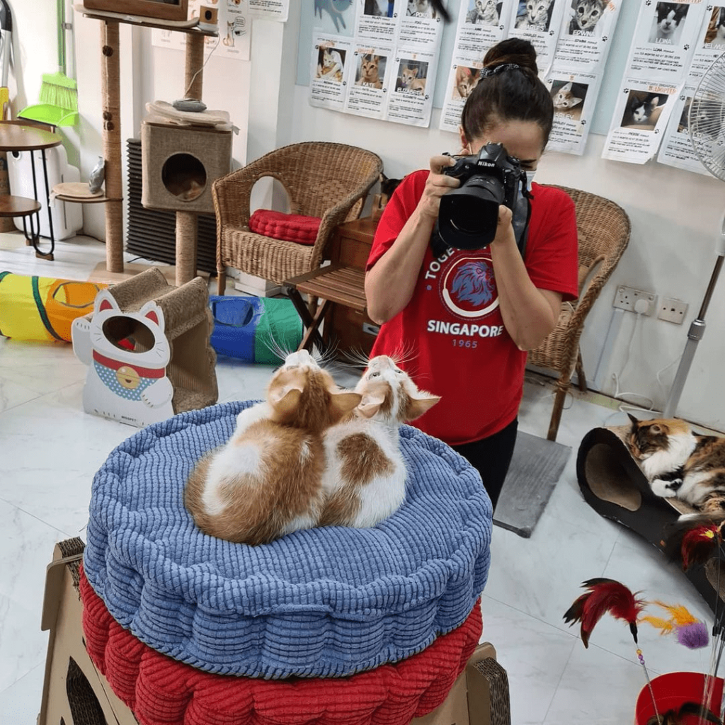 Kitten Sanctuary Singapore A Crazy Cat Lover’s Heaven