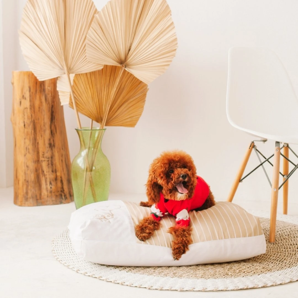 16 Places To Buy Pet Accessories In Singapore To Spoil & Dress Up Your