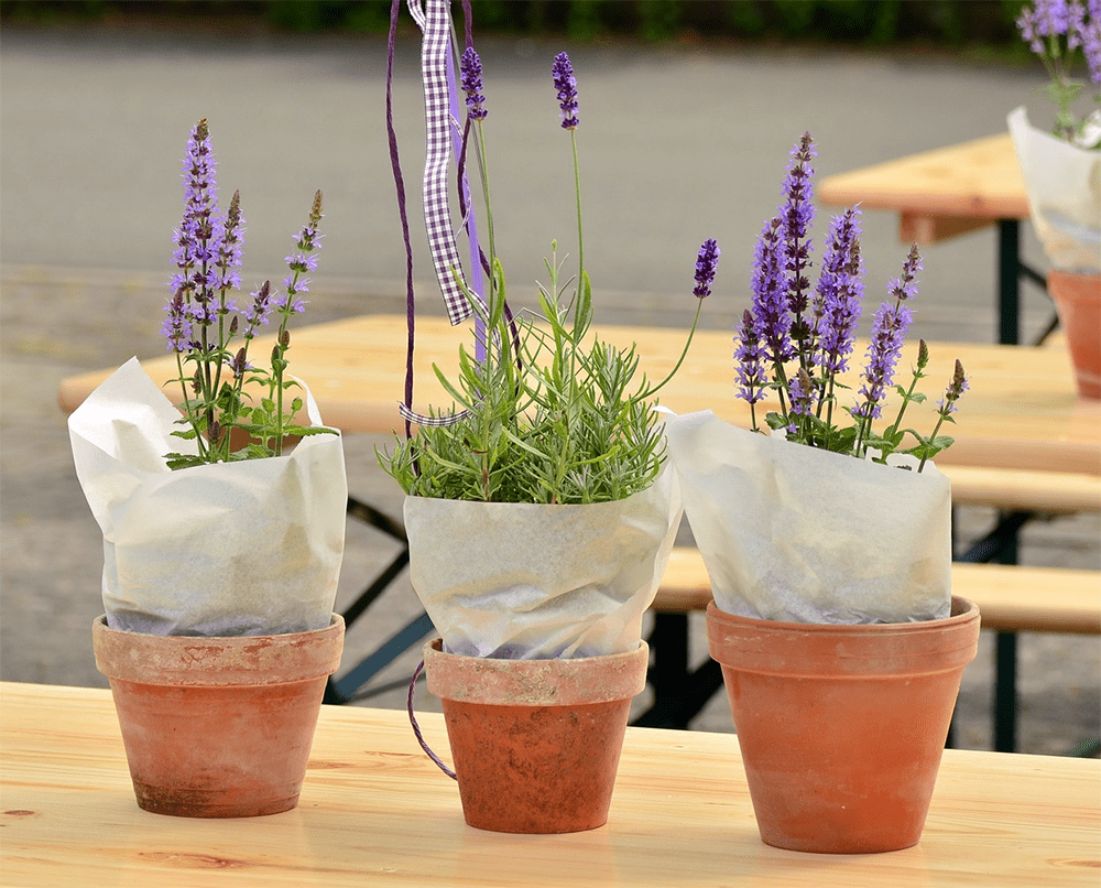 Potted Lavender - Plants With Benefits