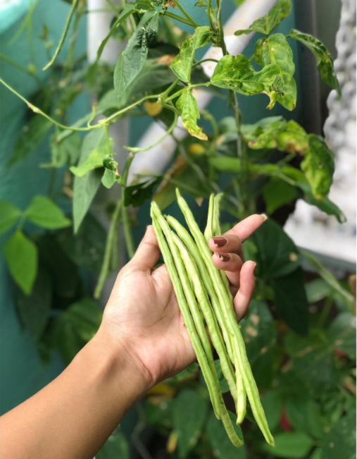 long-beans