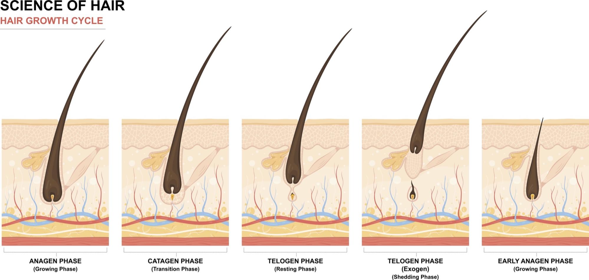 hair growth stages