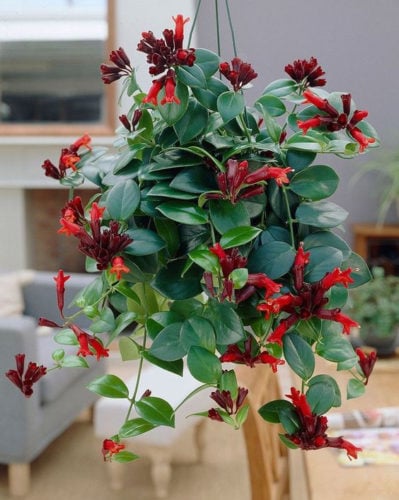 Indoor Flowering Plants To Grow And Keep Alive In Singapore's Climate