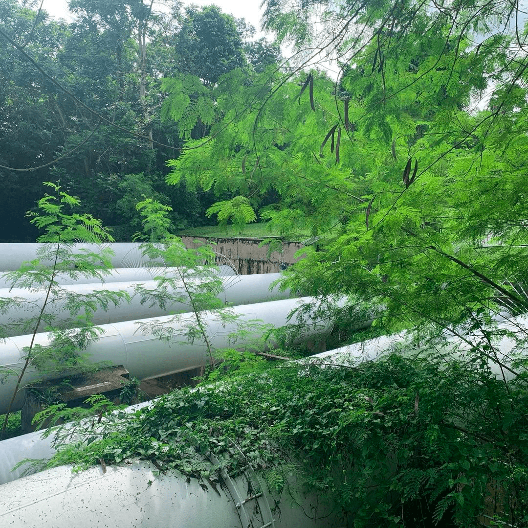 pipeline trail - zhenghua park
