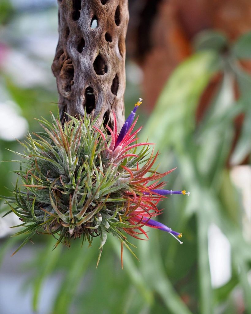 how to take care of air plants in singapore