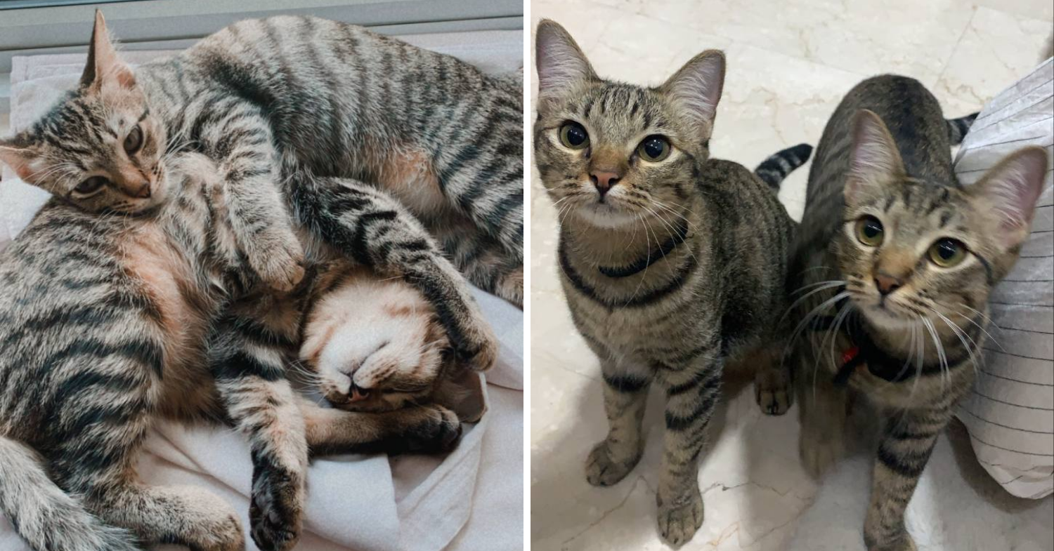 Singapore pets - tabby cats