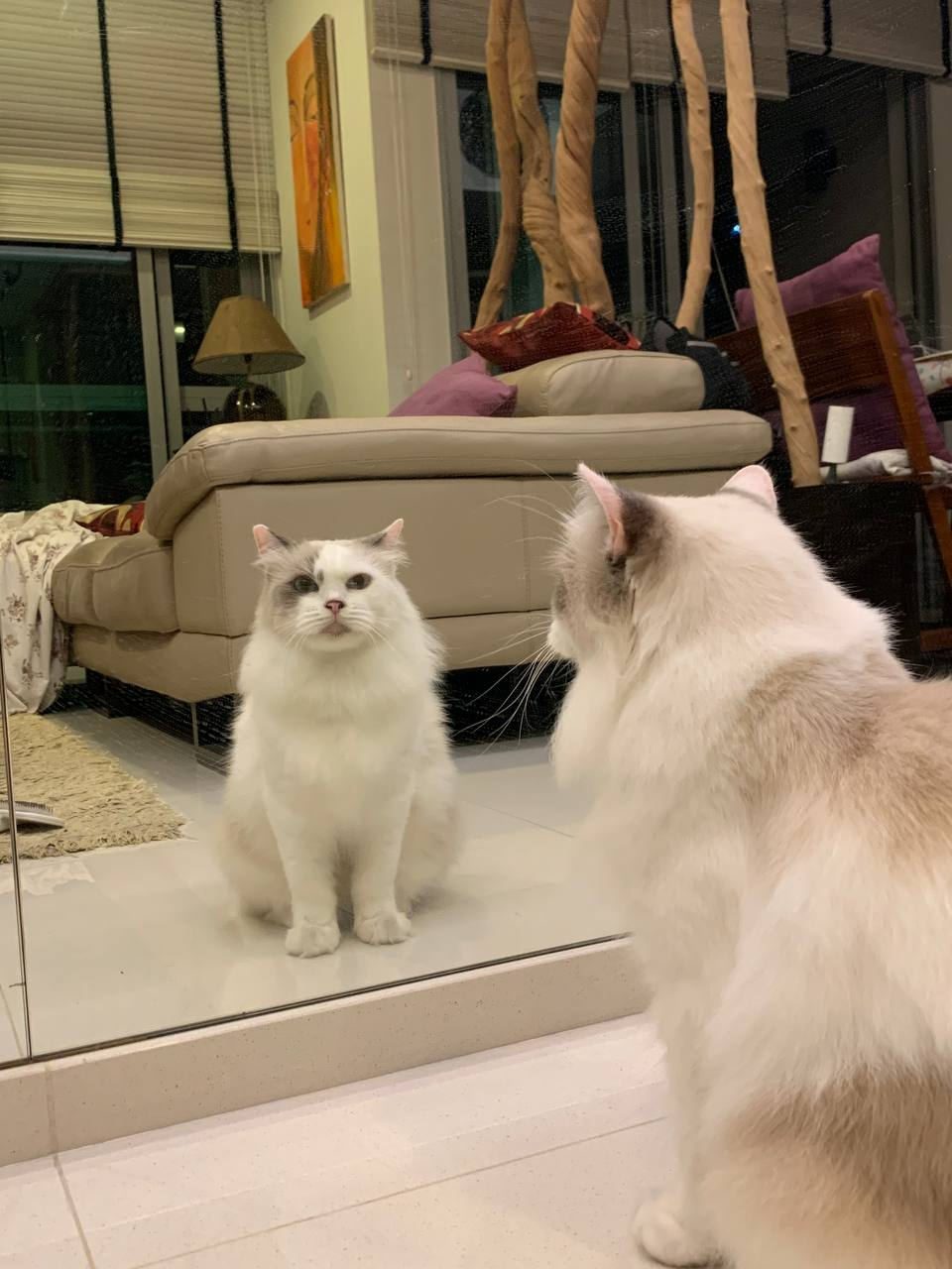 Cat looking into mirror