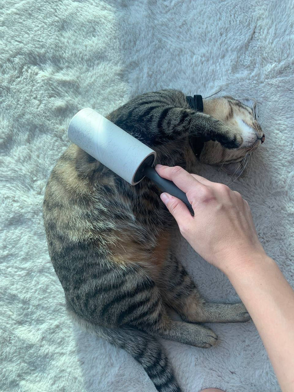 Cat being rolled by a lint roller