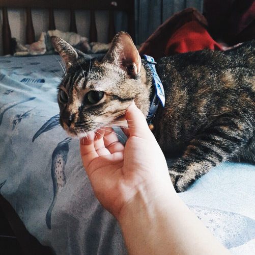 7 Singapore Pet Owners Share Why Pets Are Their Ultimate Comfort