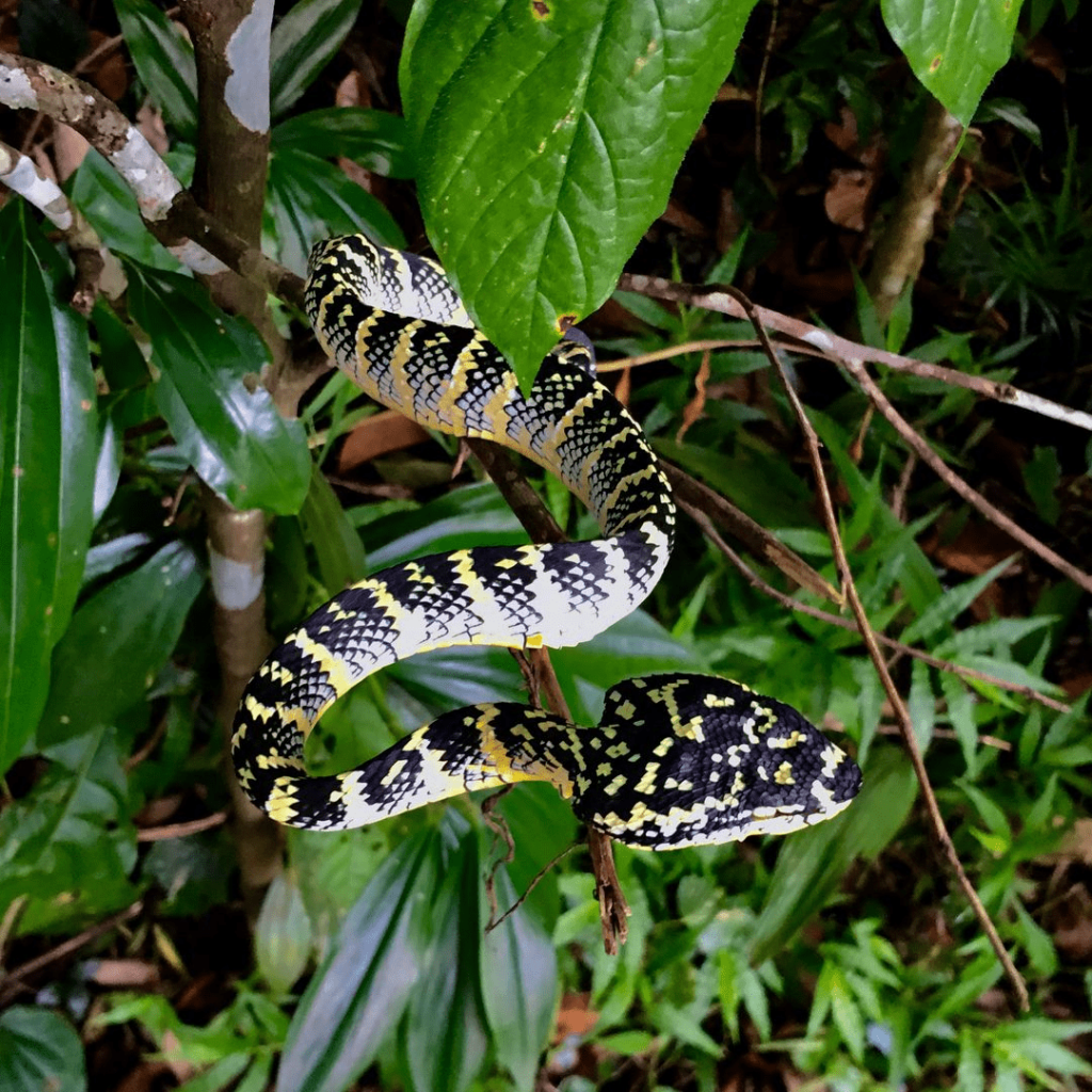 Bukit Timah Nature Reserve Guide: Quarries, Playgrounds And Wildlife