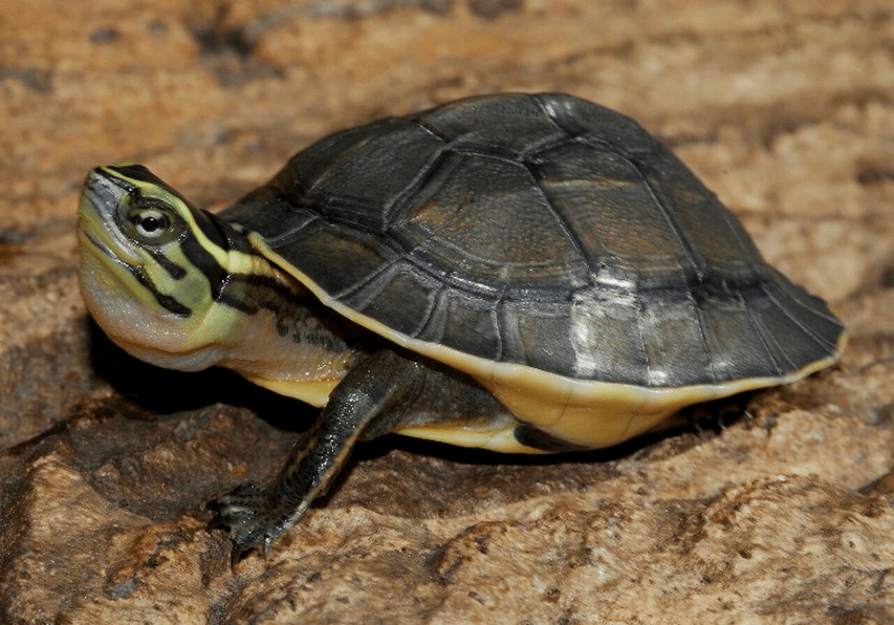 Legally Owned Pets In SG - Malayan Box Turtle
