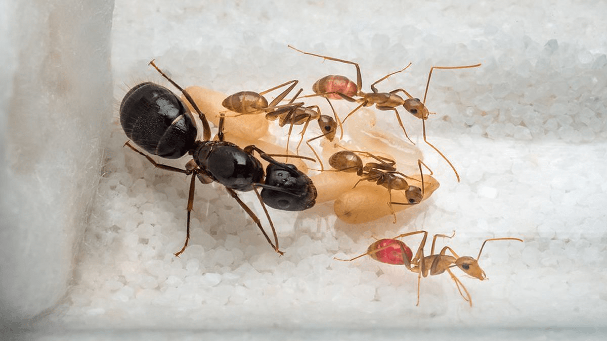 Legally Owned Pets In SG - Carpenter Ants collecting food