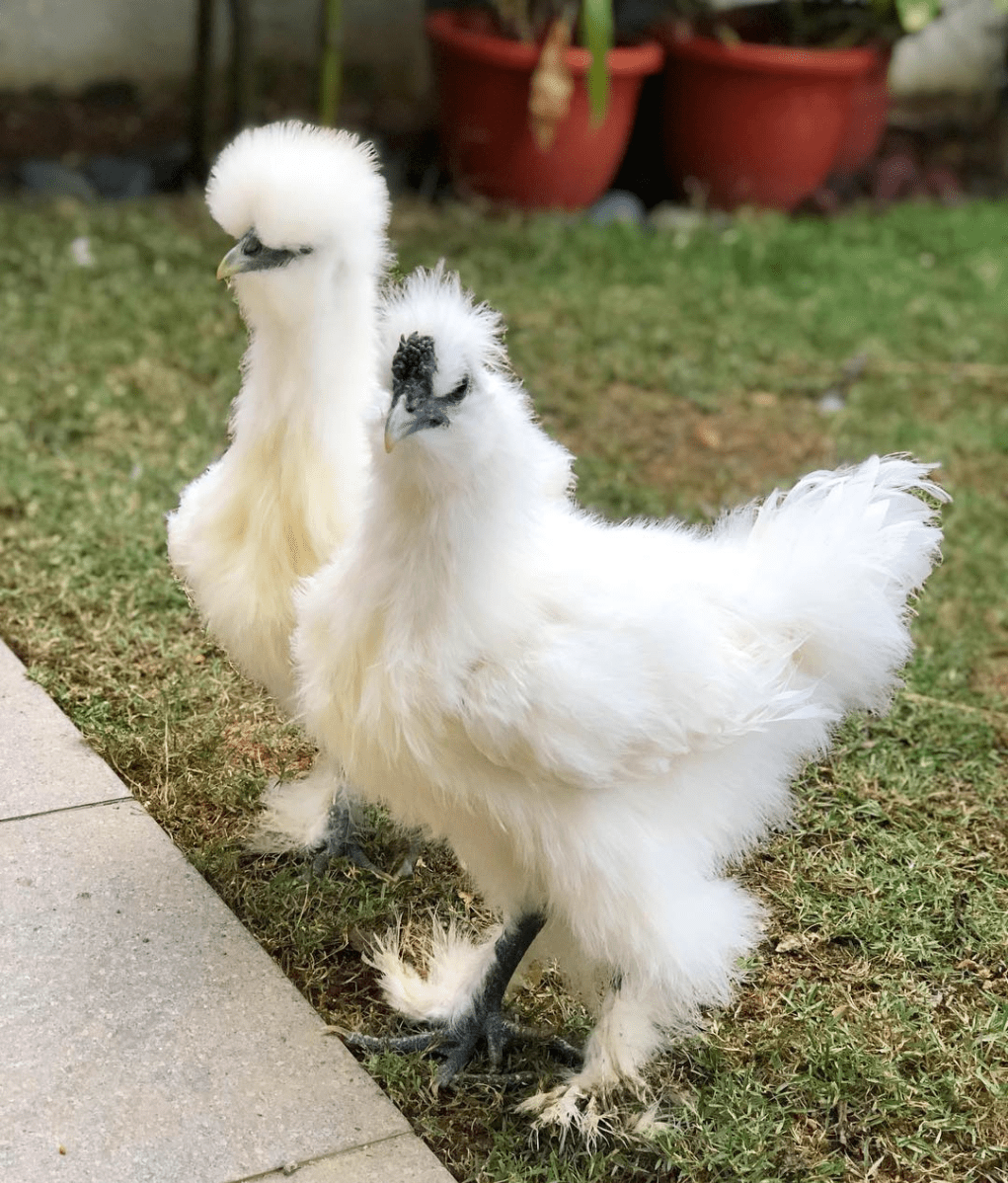 Legally Owned Pets In SG - Silkie Chicken