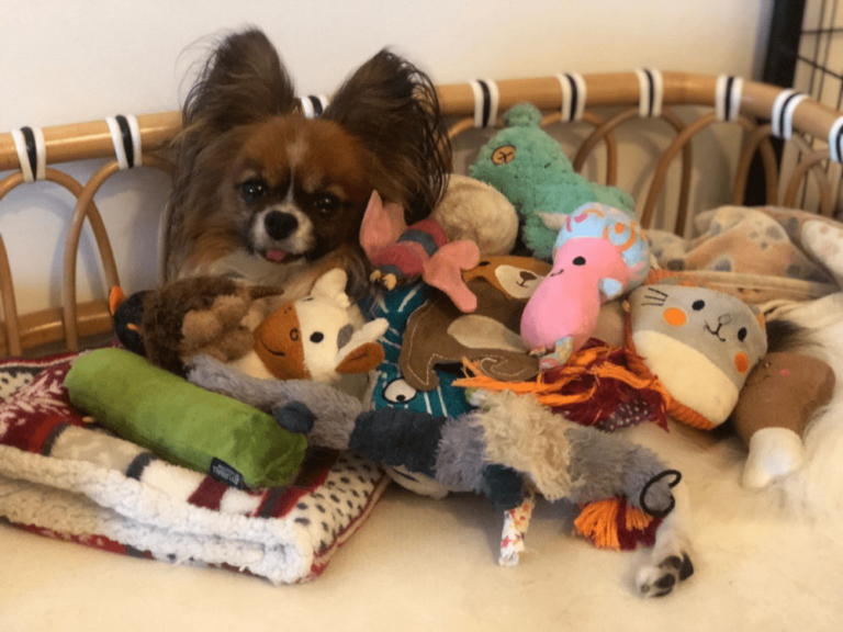 The Cost Of Owning A Dog In Singapore Including Hidden Costs