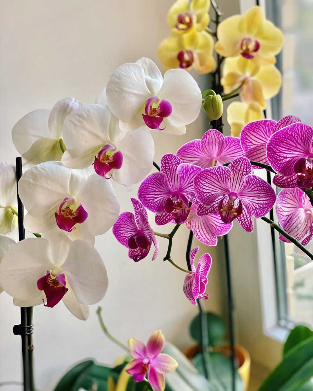 luxury activities singapore - orchid tour and perfume workshop (1)