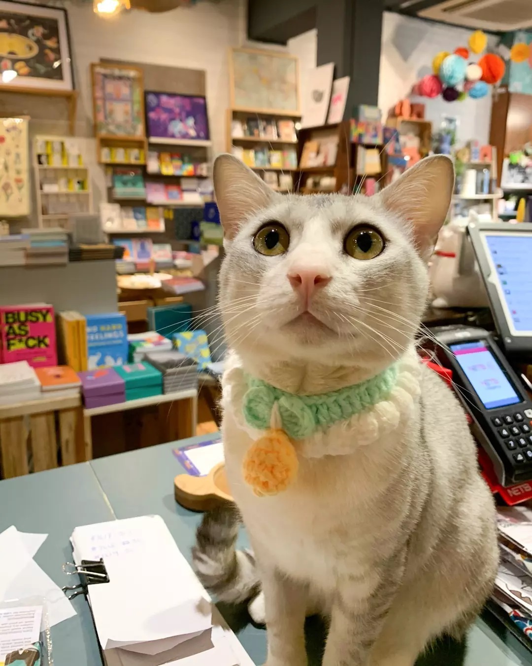 bookstore singapore - cats