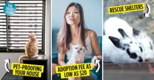 Pet adoption in Singapore - cove image