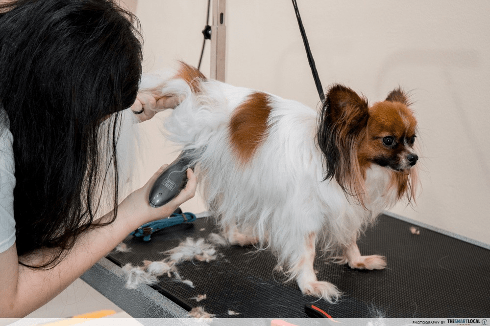 Pet adoption in Singapore - dog grooming