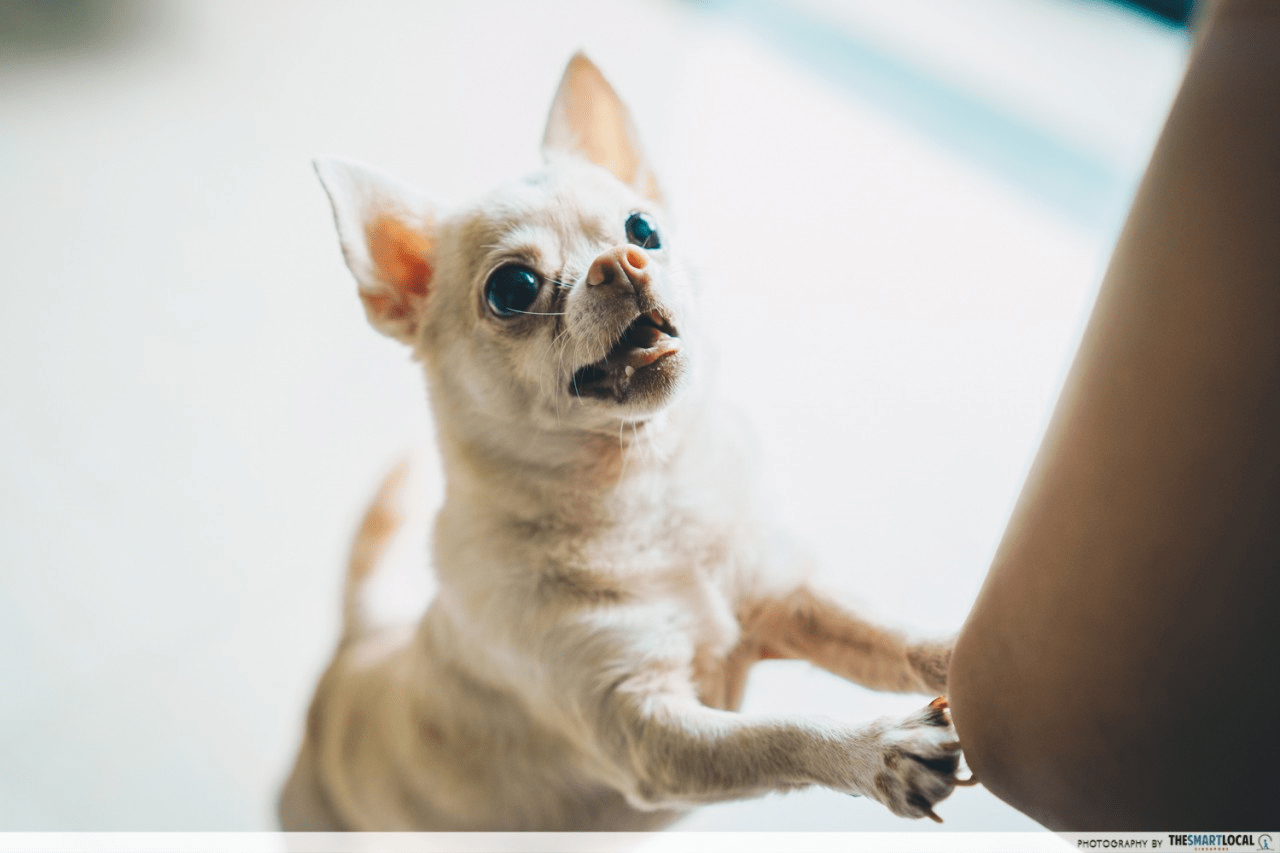 Pet adoption in Singapore -dog