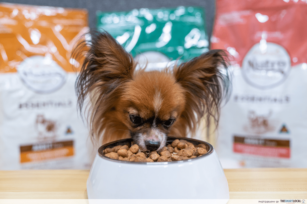 Pet adoption in Singapore - Dog treats and diet