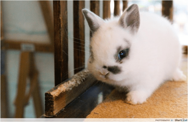 Pet adoption in Singapore - Rabbits