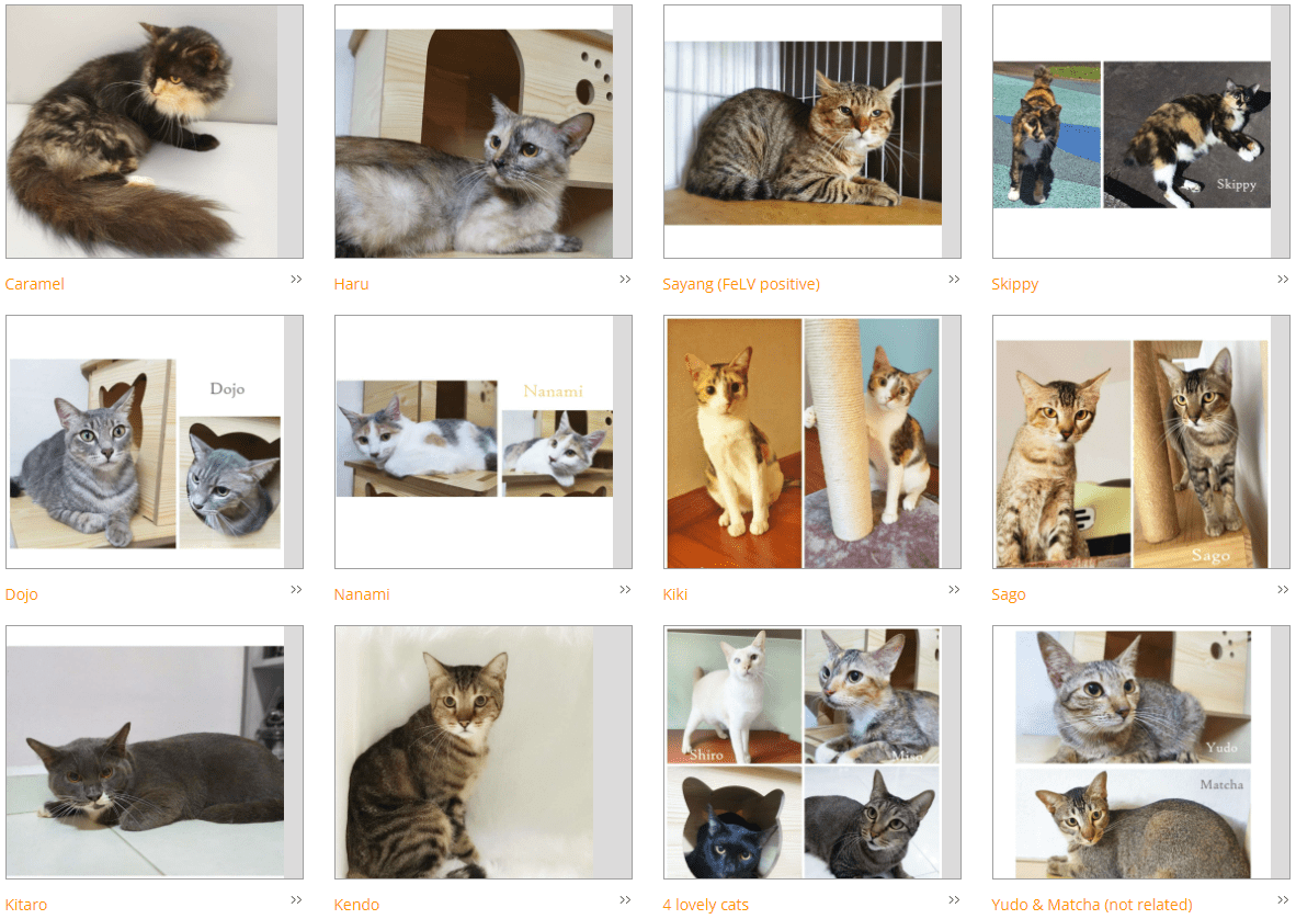 Pet adoption in Singapore - adoption listings