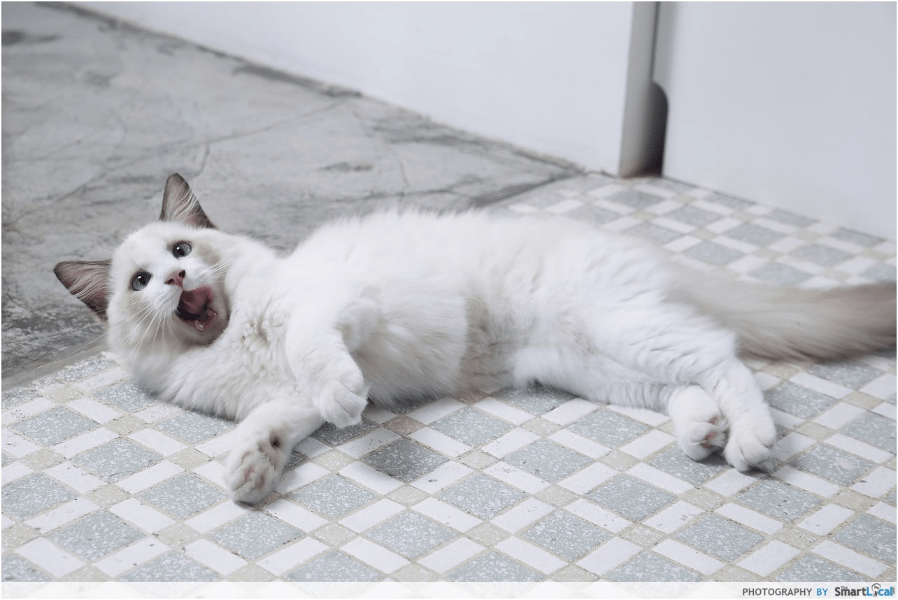 Pet adoption in Singapore - cats