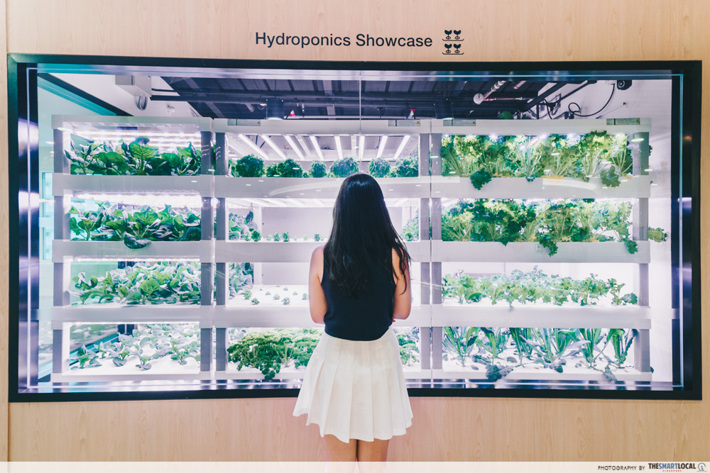 hydroponics showcase