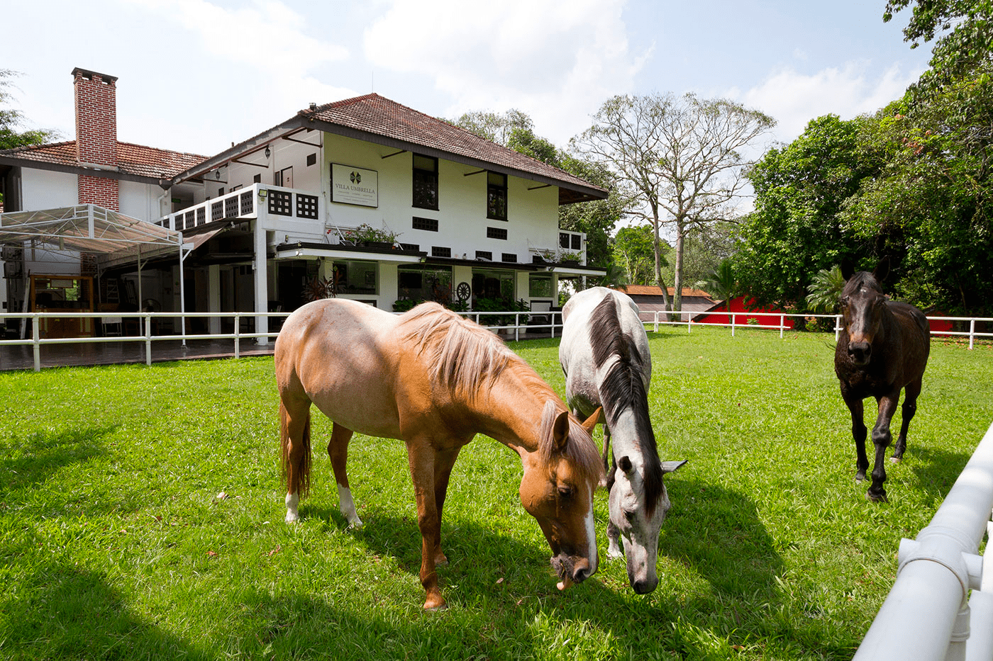 villa umbrella singapore - horses