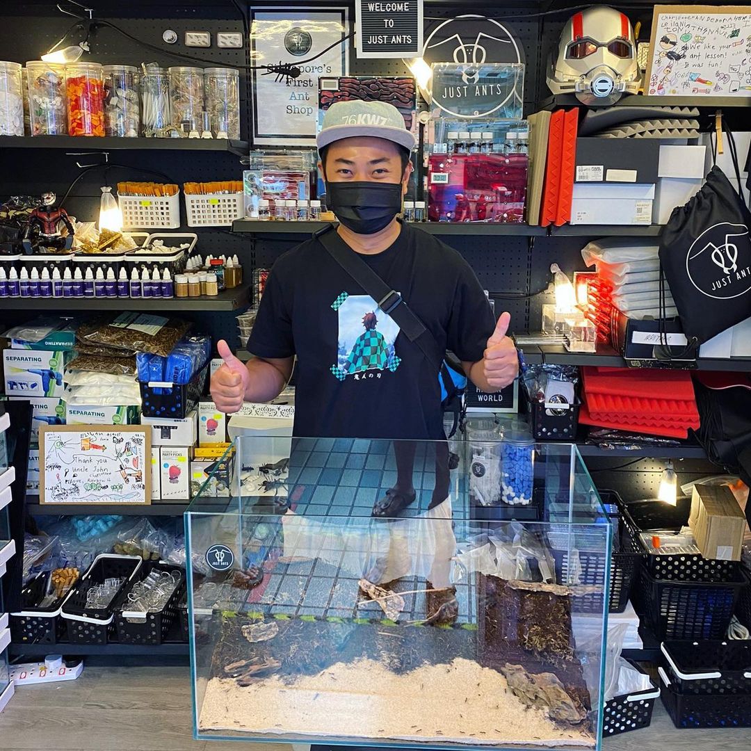 Things to do in the North Singapore - Just Ants - Specialty ant and isopod store