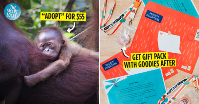 adopt an orangutan