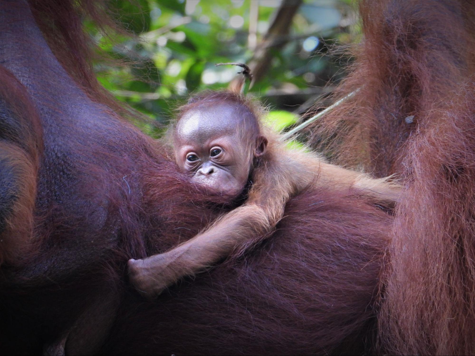 ooooha baby orangutan