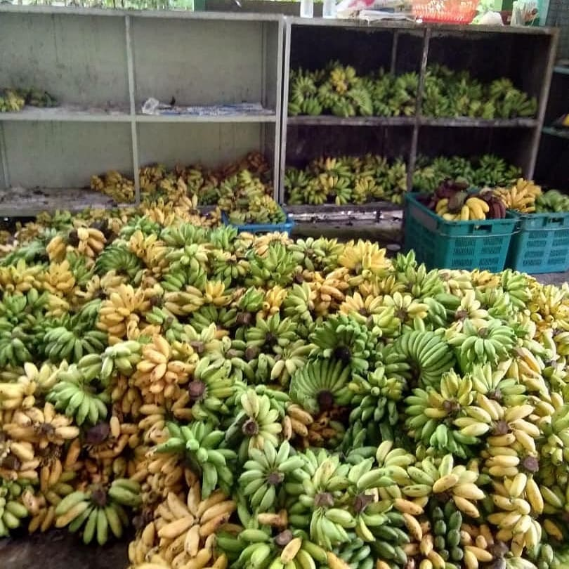 bananas for the orangutans