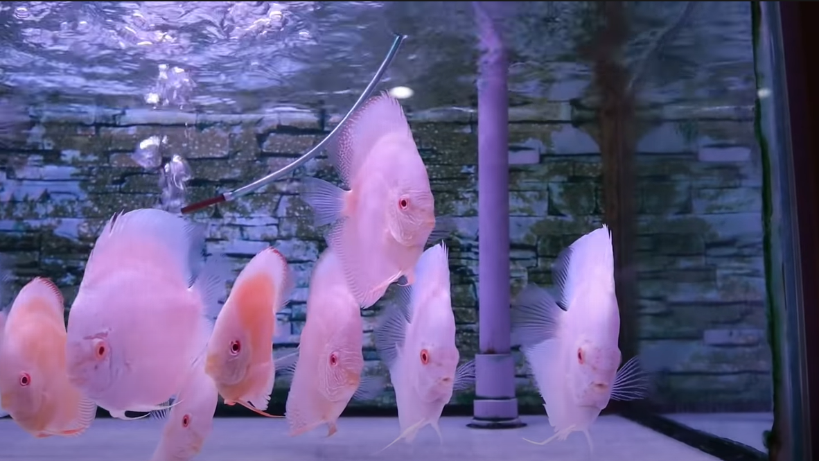 heartland shops - chai discus farm albino fish