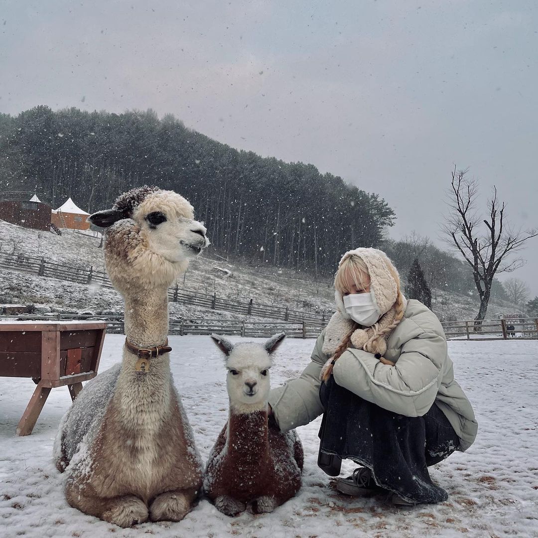 winter-activities-south-korea-alpaca-world-tour