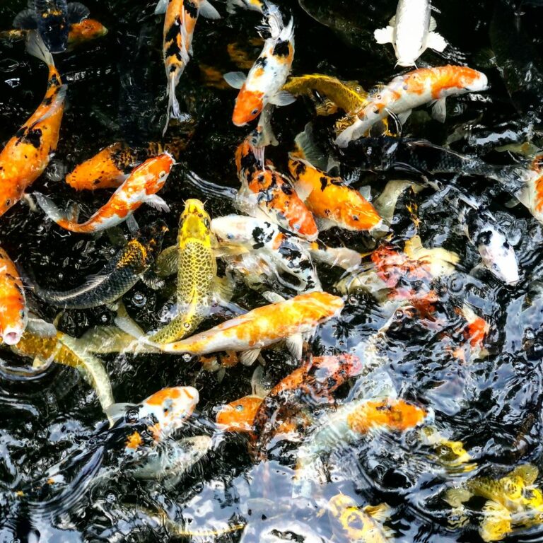 Qian Hu Fish Farm Affordable Longkang Fishing & Fish Spa In CCK