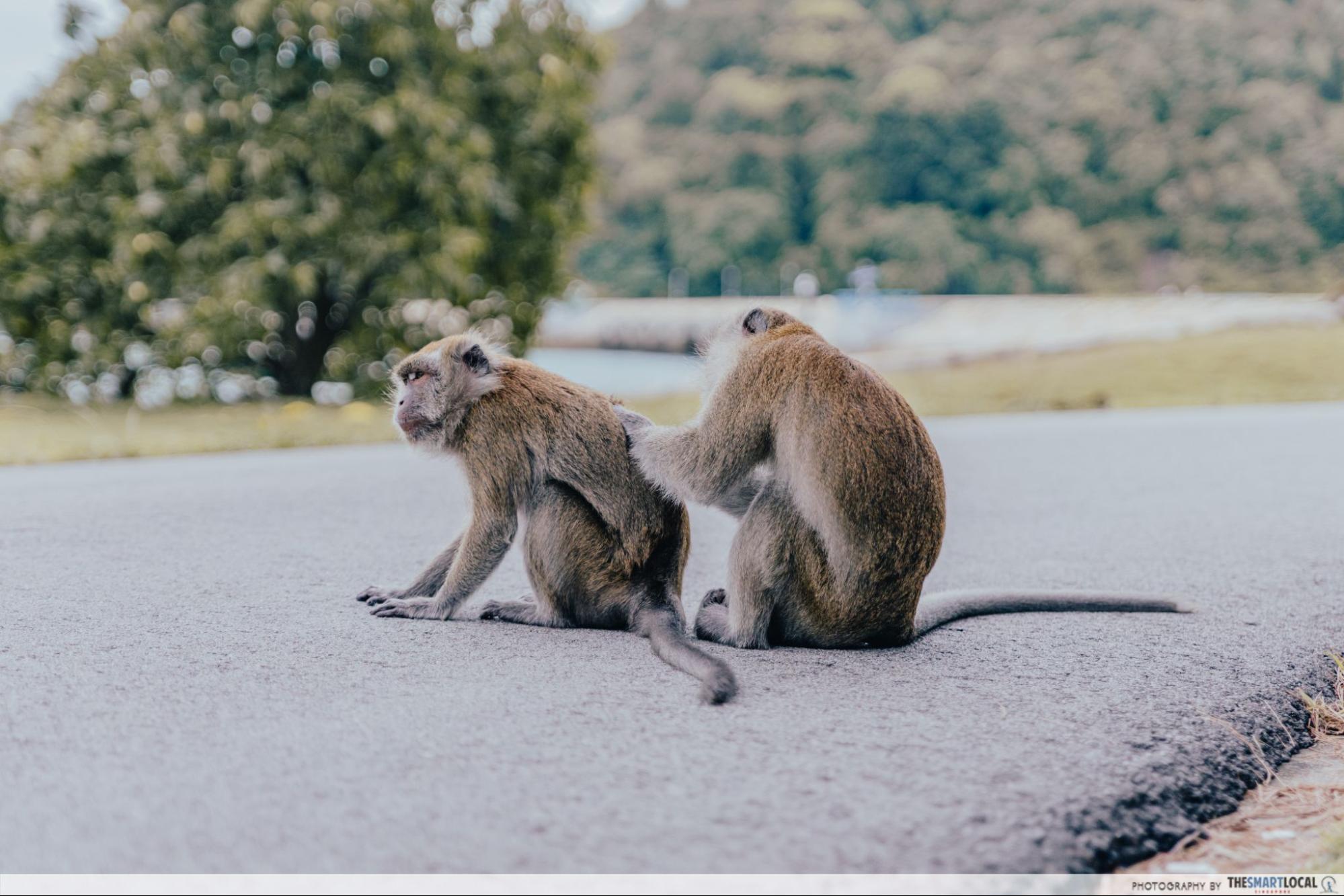 singapore-st. john's-island-monkeys