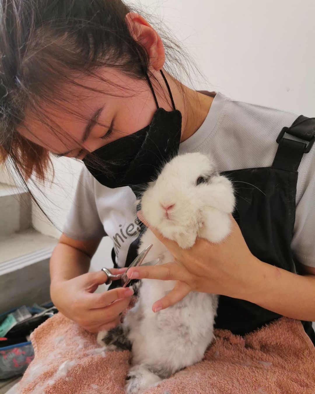 pet salon spa d.fluff lounge rabbit grooming