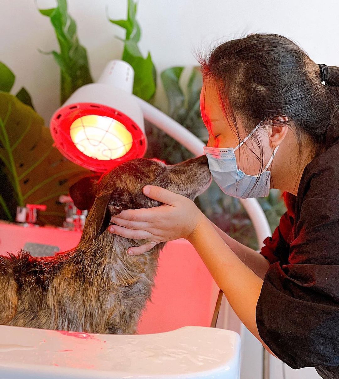 pet salon spa royal pets paradise infrared light therapy