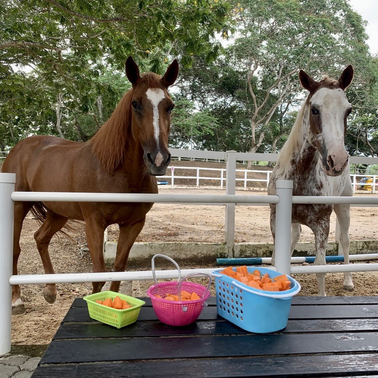 Things to do in pasir ris - Gallop Stable