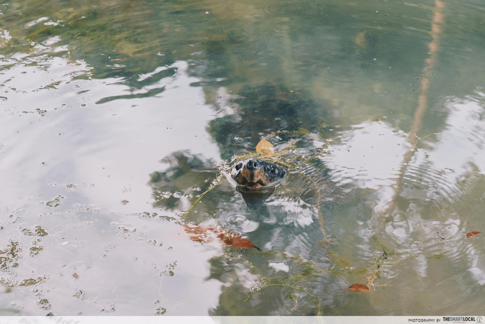macritchie turtle