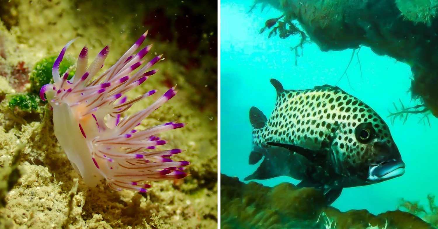 Underwater animal collage