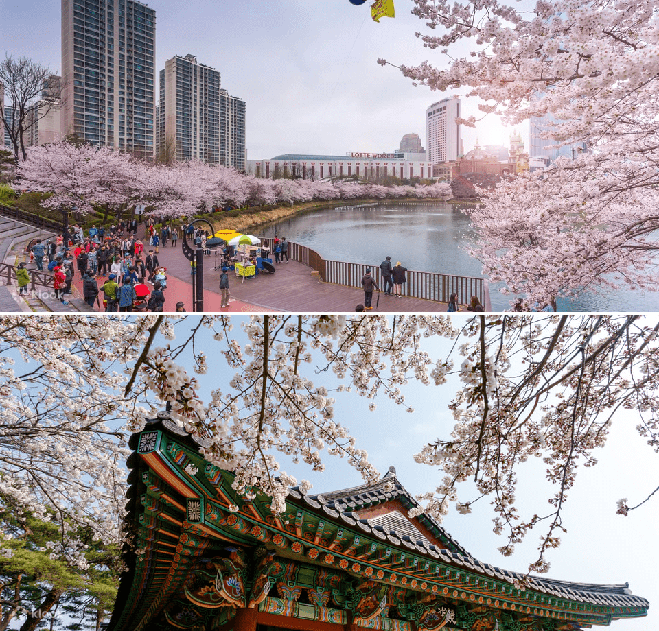 Cherry Blossom Tour Seoul Korea - Travel Itineraries 2022