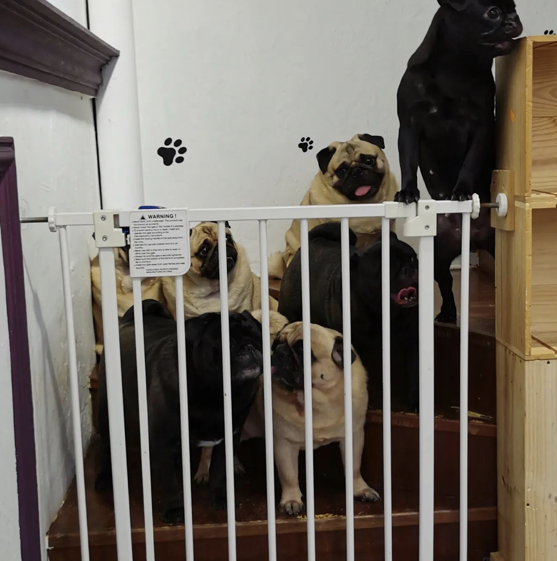 Pugs behind gate