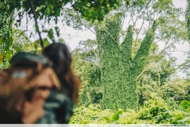 Hiking Guide To Bukit Brown Cemetery & Avatar Trees