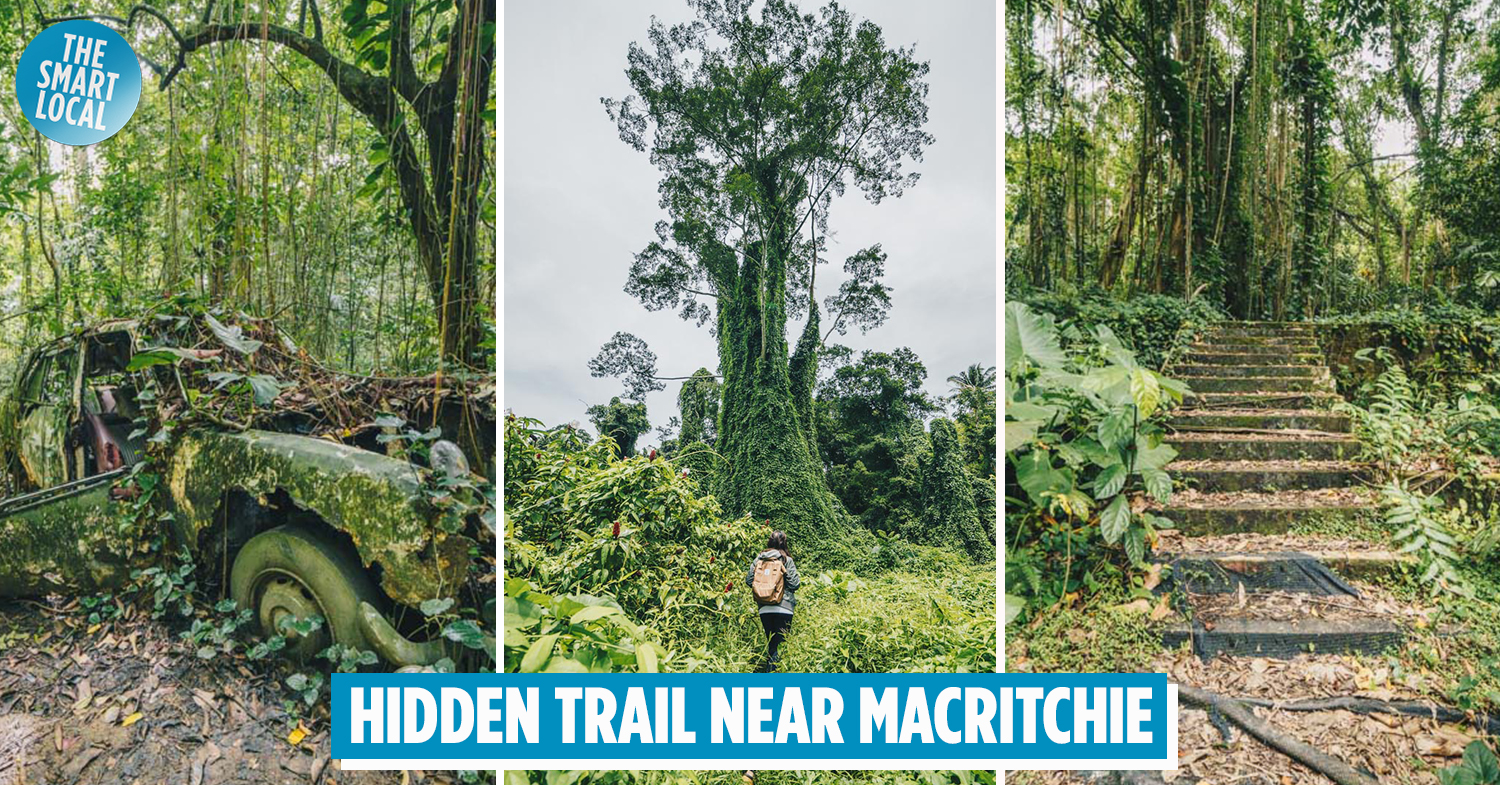 Singapore’s “Avatar Trees” – Secret Hiking Trail Near MacRitchie With Abandoned Cars & Hidden Temple 