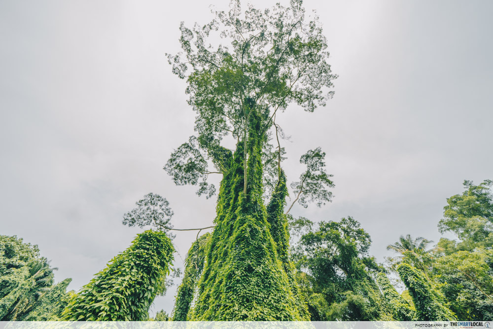 avatar trees singapore