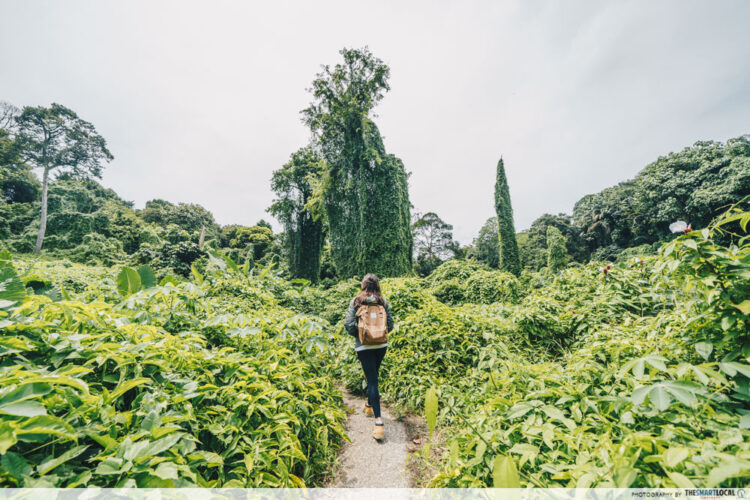 Hiking Guide To Bukit Brown Cemetery & Avatar Trees