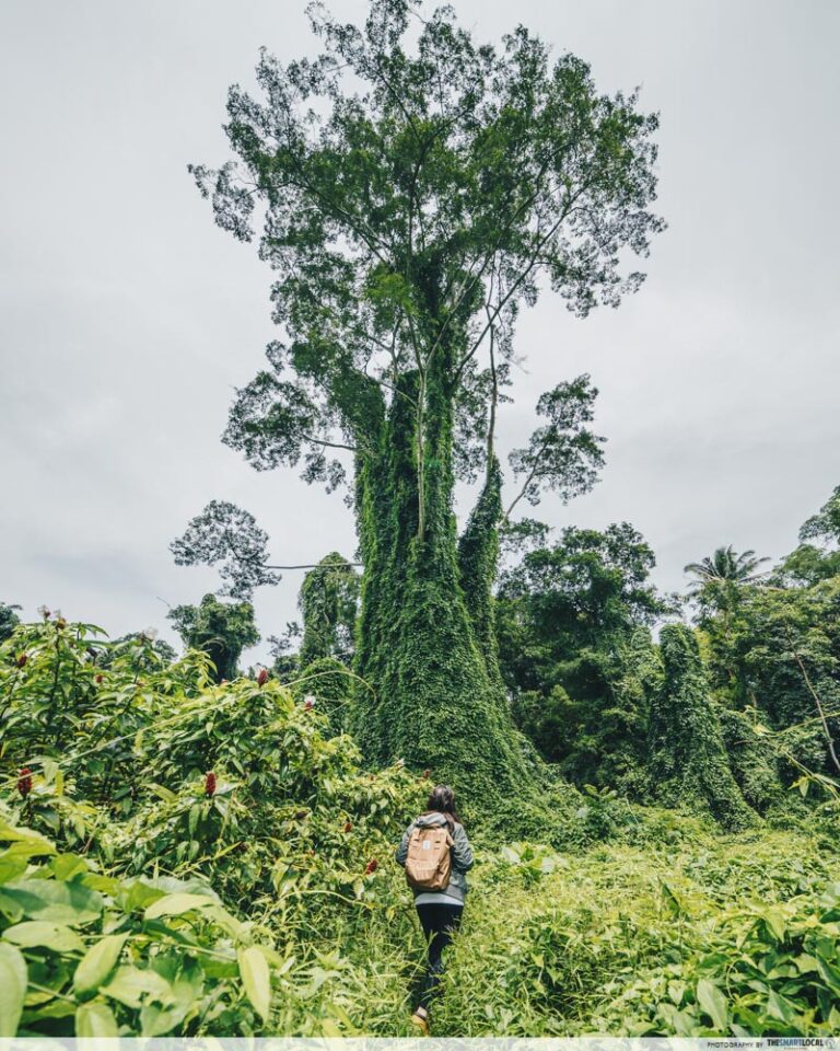 Hiking Guide To Bukit Brown Cemetery & Avatar Trees