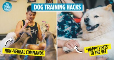 Dog Training Hacks