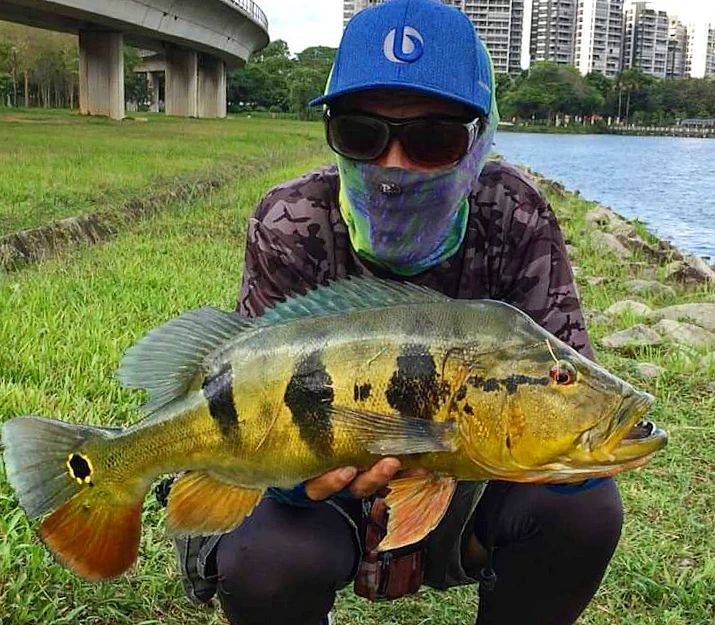 fishing in singapore - Lower Seletar Reservoir & Rower’s Bay